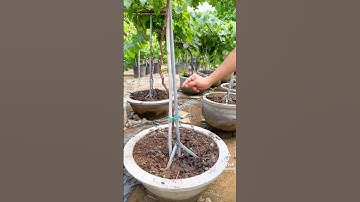 Trồng Nho trong chậu