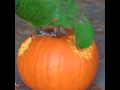 Eclectus parrot playing with pumpkin
