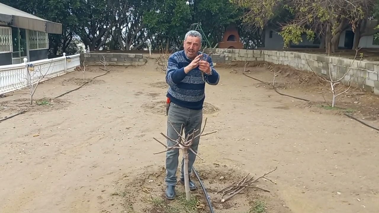 تقليم شجرة التين بالعام الاول .Fig tree pruning. la taille de figuier.