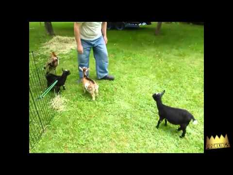 funny-animal-prank-compilation-2014