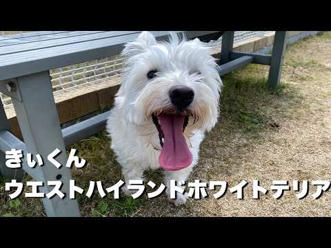 ウエストハイランドホワイトテリア きぃくん