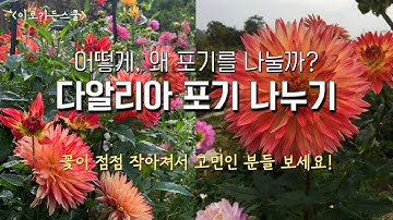 [꽃이야기] 다알리아 포기 나누기_생장점을 살려서 괴근 나누는 법!