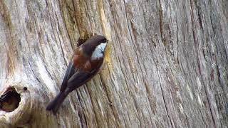 Chestnut-backed Chickadee