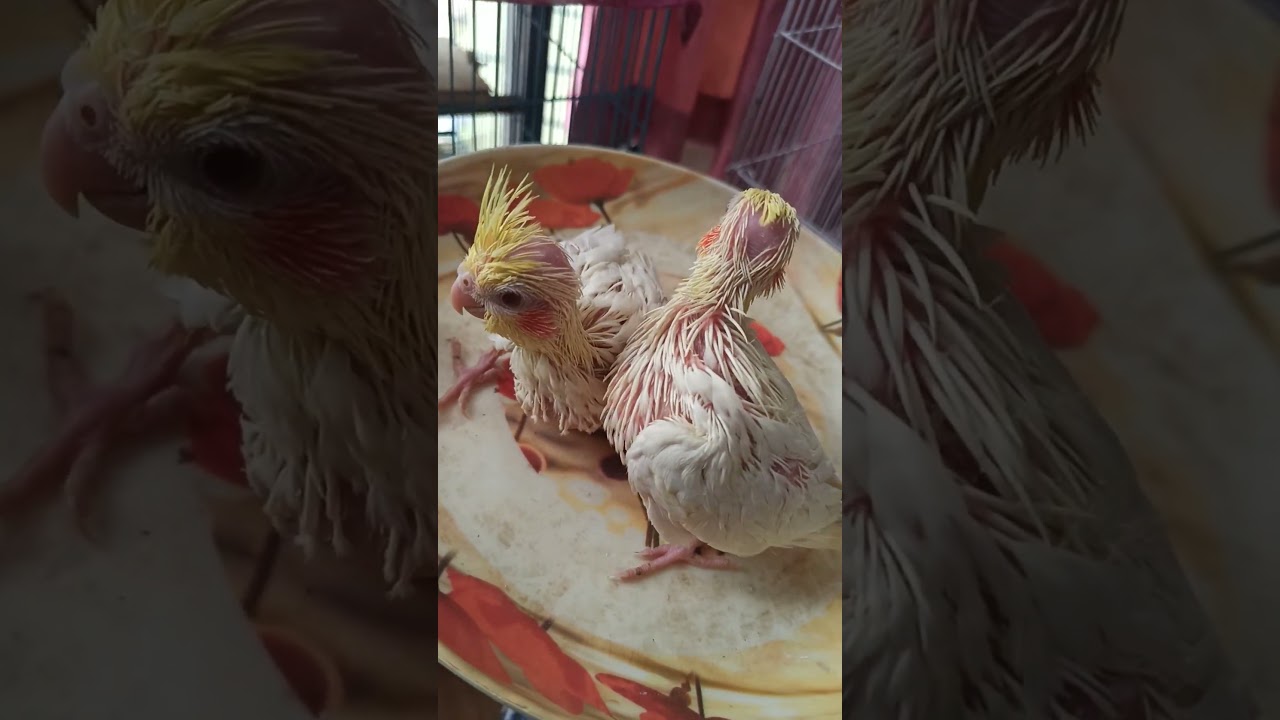 Red Eye Tame Size Cockatiel for Sale