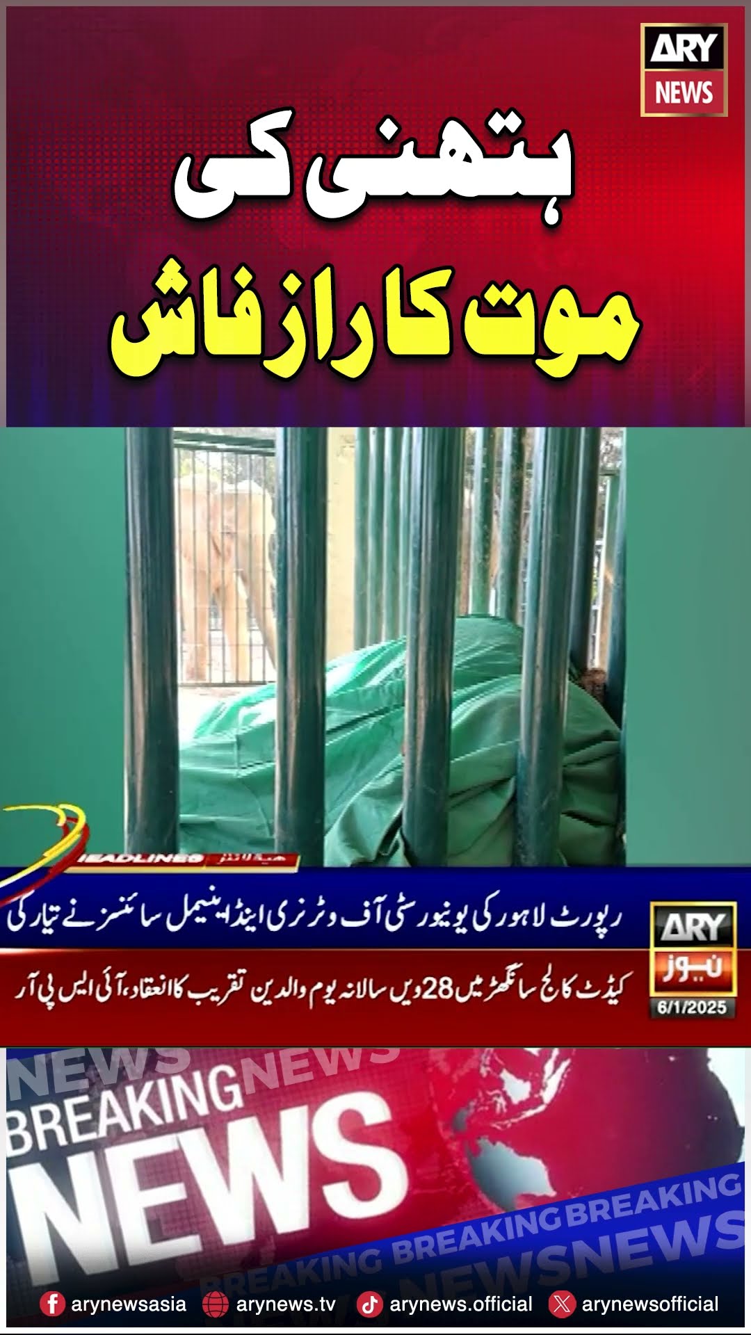 #arynews #breakingnews #latestnews #shorts #elephant