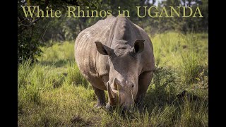 White rhinos in Uganda