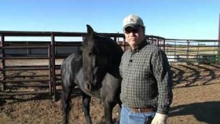 Wild Horse Adoption Program Experiences