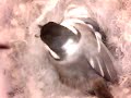 Birdcam_2010-04-17_07-39-09.avi