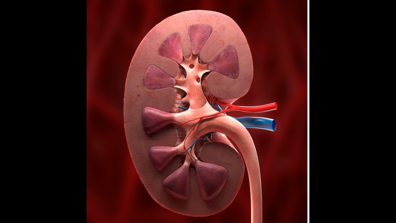 Would you donate your kidney?