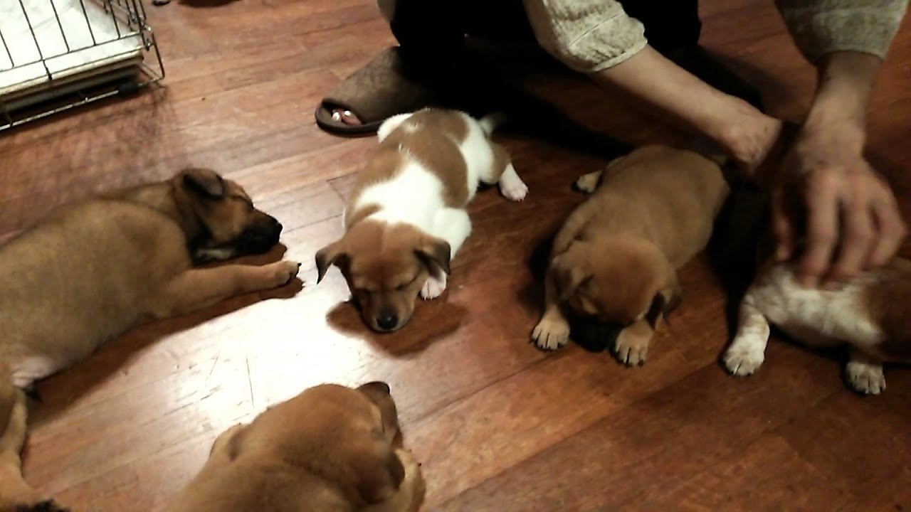 愛犬物語 犬にマッサージをして寝かしつけるみどり Youtube