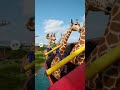 Giraffes on a Roller Coaster #animals
