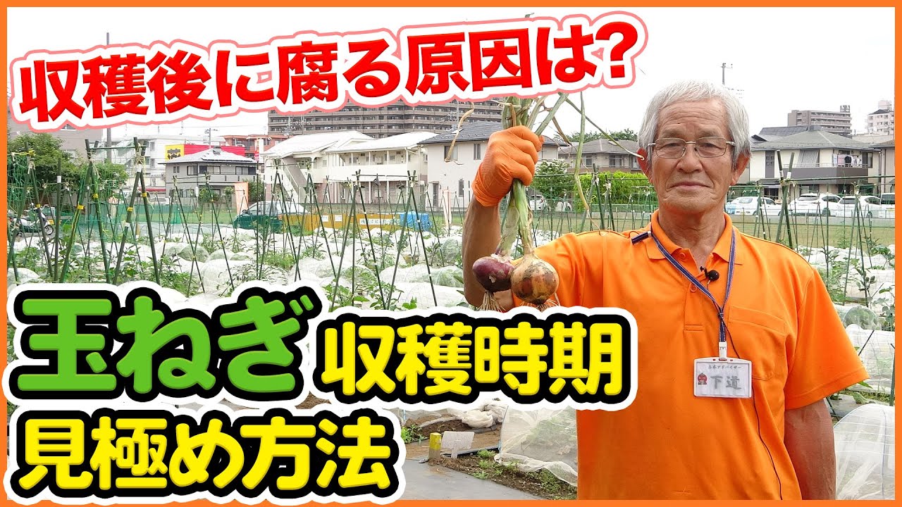 Late harvesting leads to failure! How to determine the best