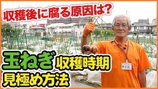 収穫遅れは失敗の原因！玉ねぎ収穫時期の見極め方！葉の状態・赤玉ねぎ・保管方法も解説【玉葱(タマネギ)】【家庭菜園】