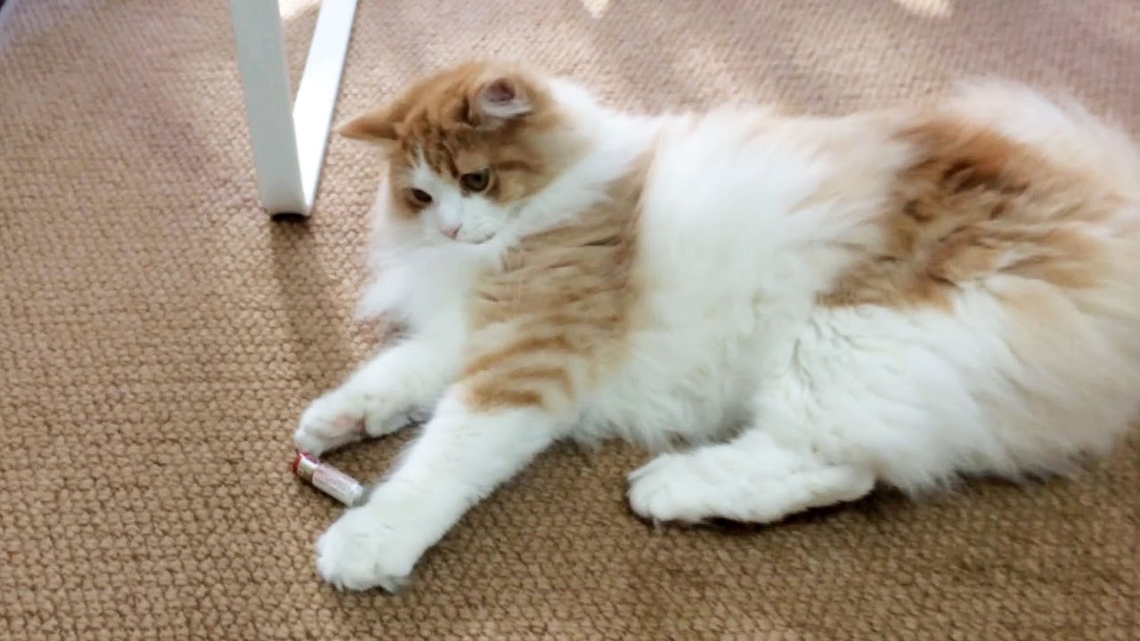 猫カフェ 横浜 PRIN playing with batteries in the winter sunshine