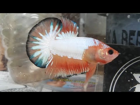 Review Fccp Fancy Cooper Cupang Plakat Youtube