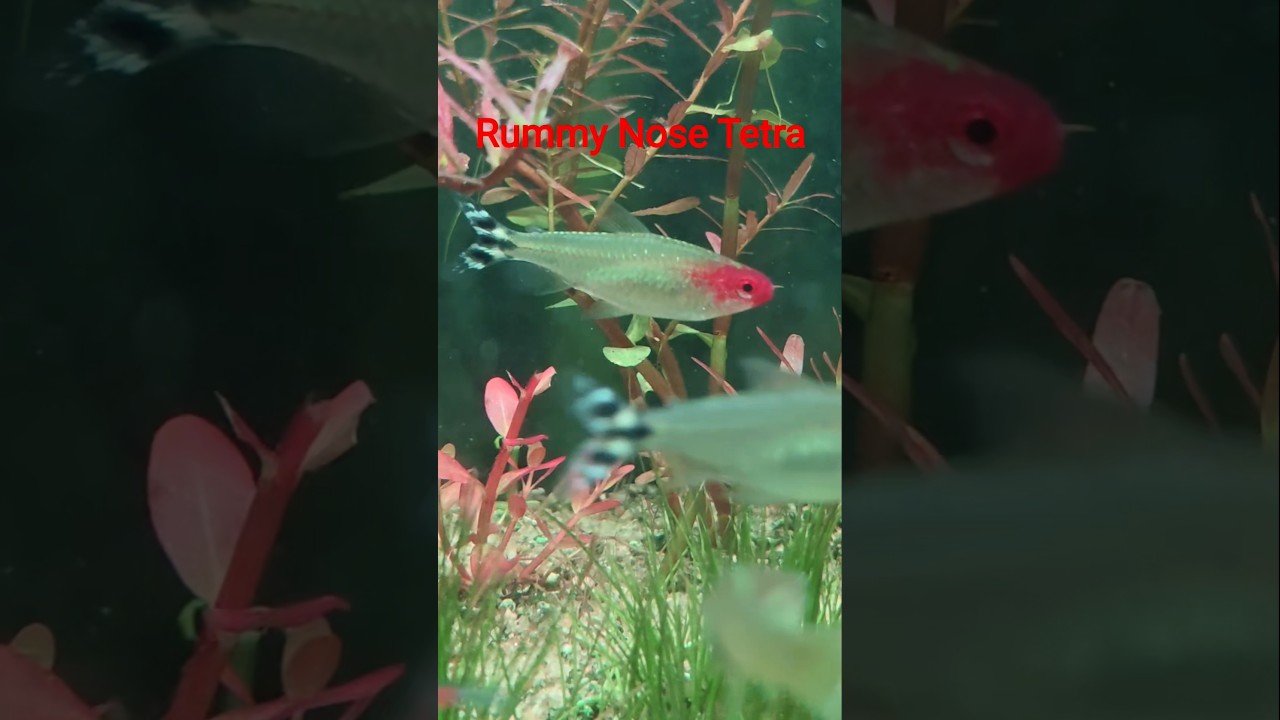 Rummy nose tetras 