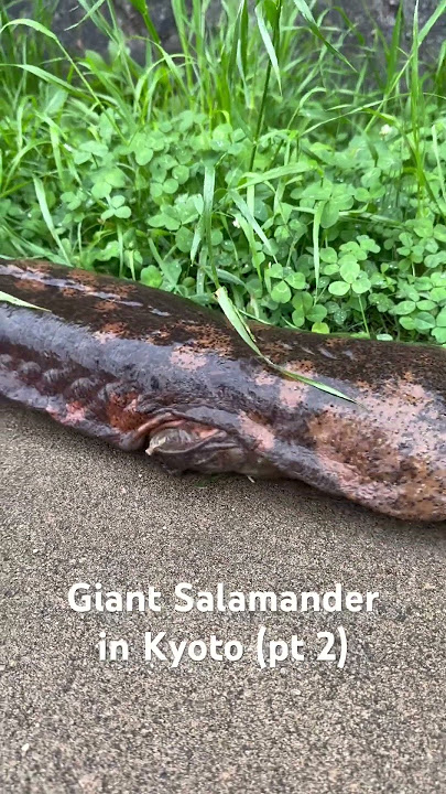 (Pt2) You guys wanted a close up! Giant Salamander in the wild.  #salamander #japan #kyoto #nature