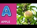 ABC Phonics Song | Alphabet letter sounds | ABC learning for toddlers | Education ABC Nursery Rhymes