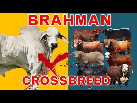 Brahman: The King of Crossbreeding | The 8 Popular Brahman Crossbreeds | Bos Inducus X Bos Taurus