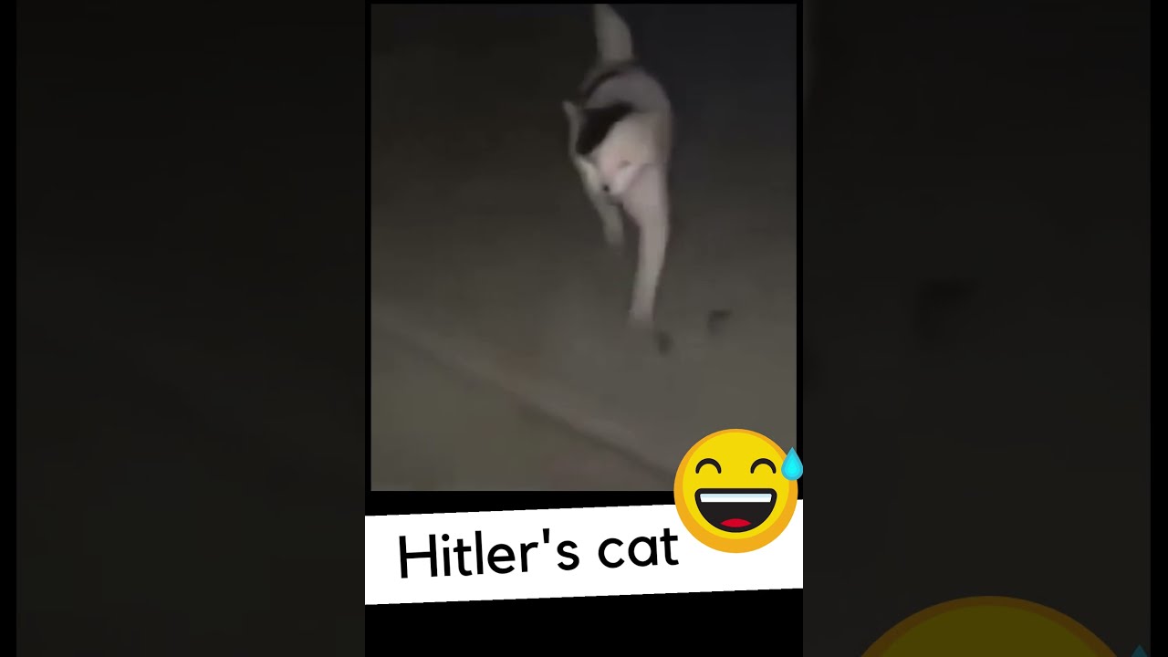 HITLER'S CAT 😅 