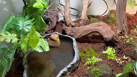 How to care for a Australian green tree frog (updated)