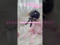 【3/31発売】しまむらで買えちゃう可愛い雑貨! #pr