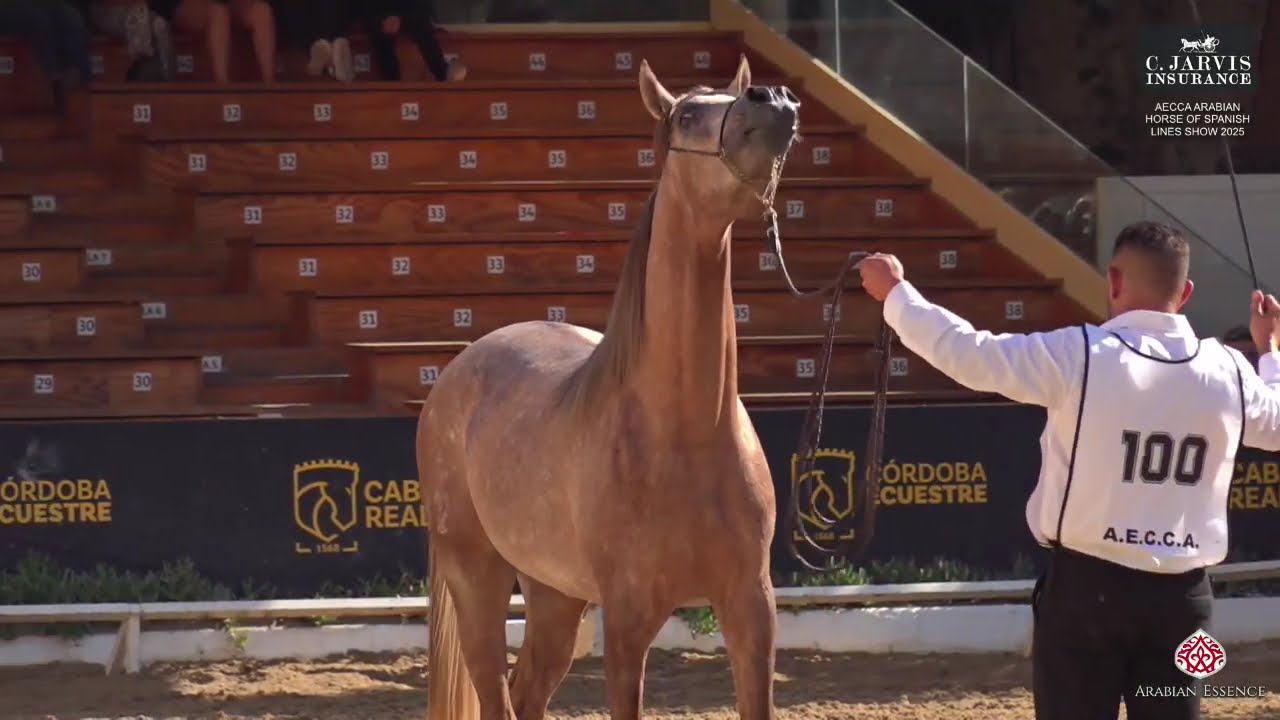 N.100 ALABARCE YM - AECCA Arabian Horse of Spanish Lines Show 2025 - Colts 2 Years Old (Class 5)