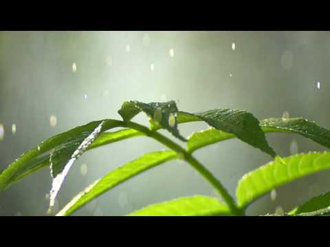Rainforest Visualization #2