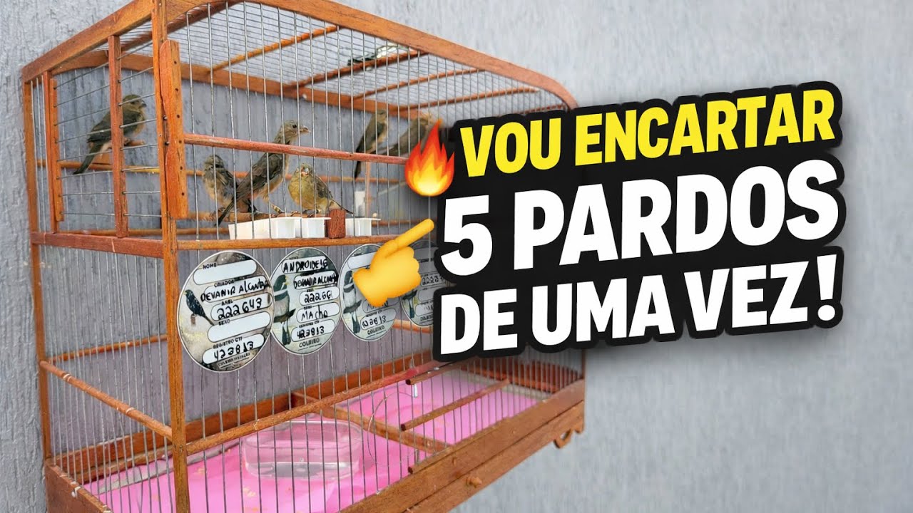 🔥 Como Encartar VÁRIOS Coleiros Pardos de Uma Vez Só! Método que Funciona 🐦🎶