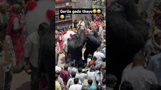 Gorila gado thyo 😂😅❣️ #viral #funny #trending #comedy #comedy #explore #exploremore