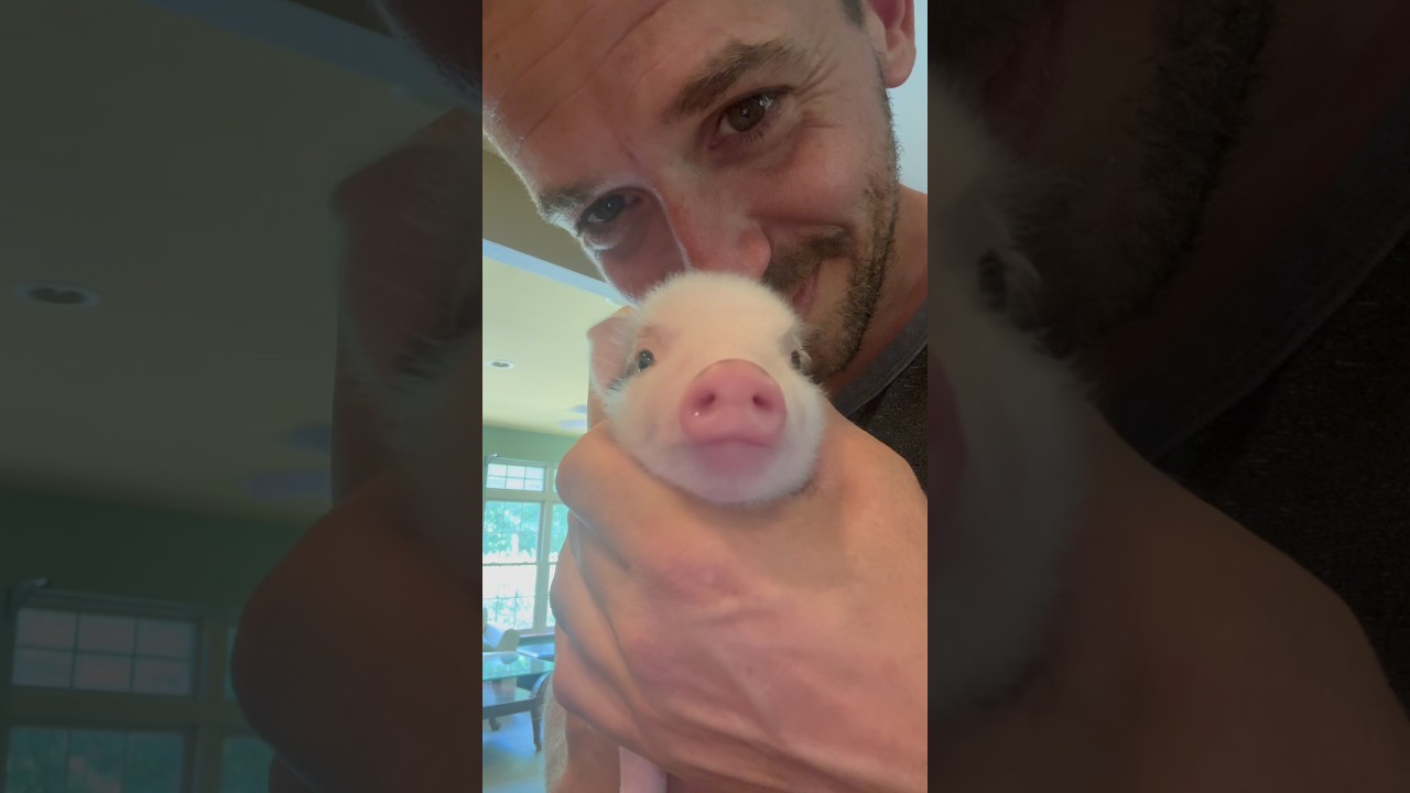 MICRO pig Peppa is growing SO FAST