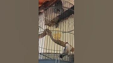 Kicau burung RAMBATAN PARUH MERAH #birds #burung #masteranjernih #birdsounds #rpm #fyp  #kicaumania
