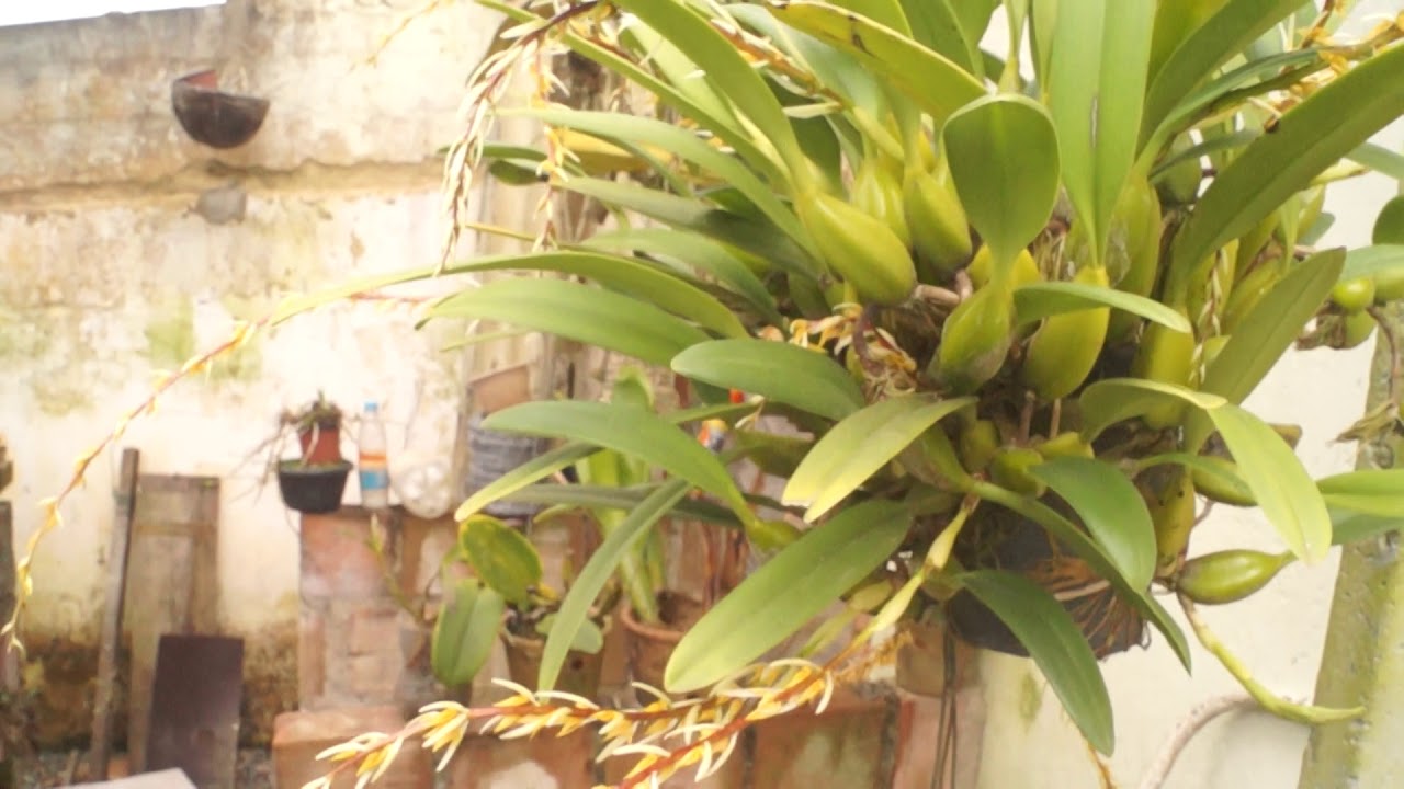 Rufenum Bulbophyllum rufinum - YouTube