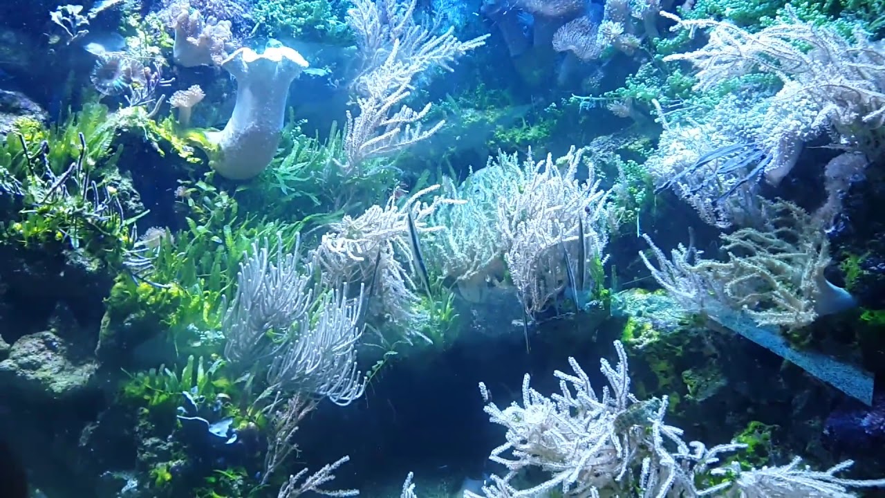 Dancing knifefish Tanz der Messerfische