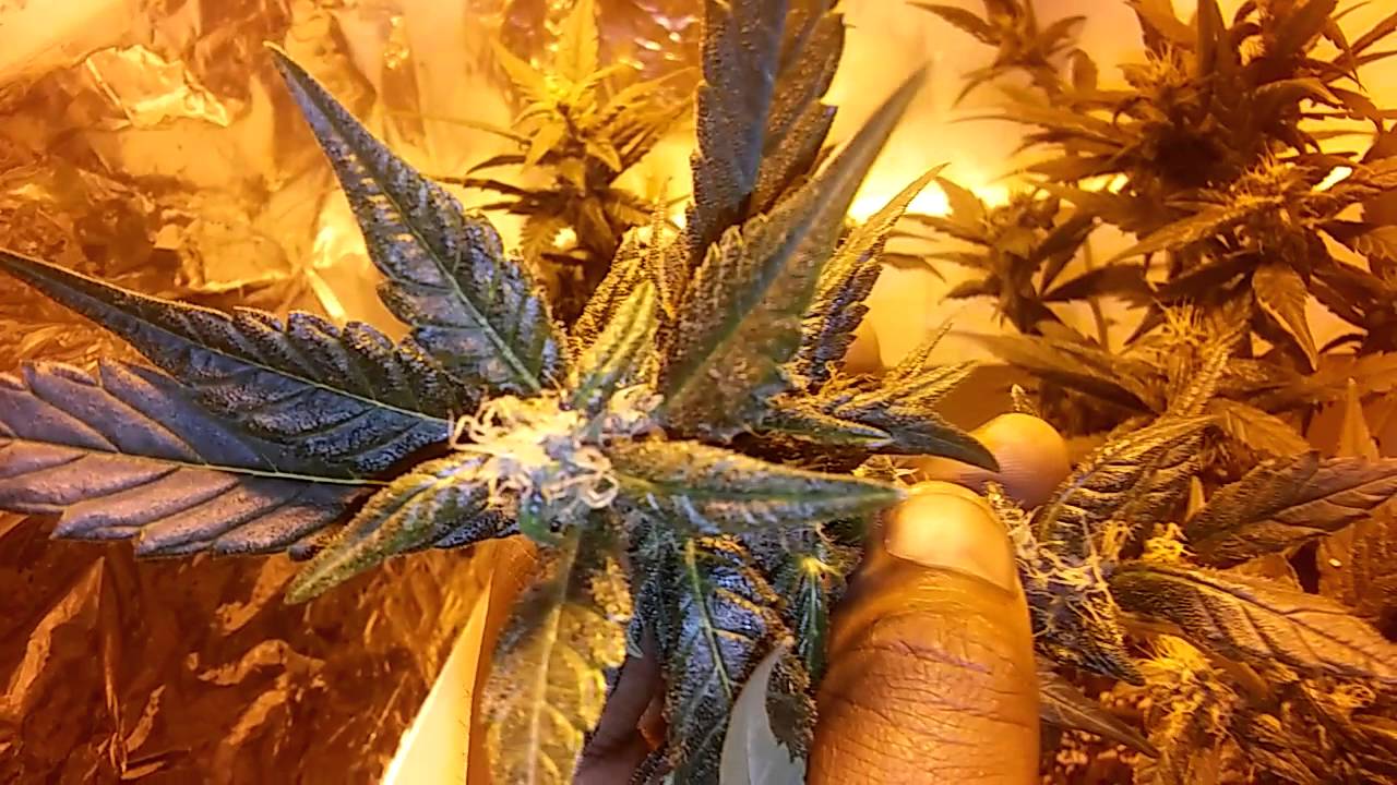 2nd run 150 watt hps light