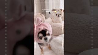 かぶりもの全部かわいいなぁ🥰 #shorts  #スリコ #チワワ #癒し