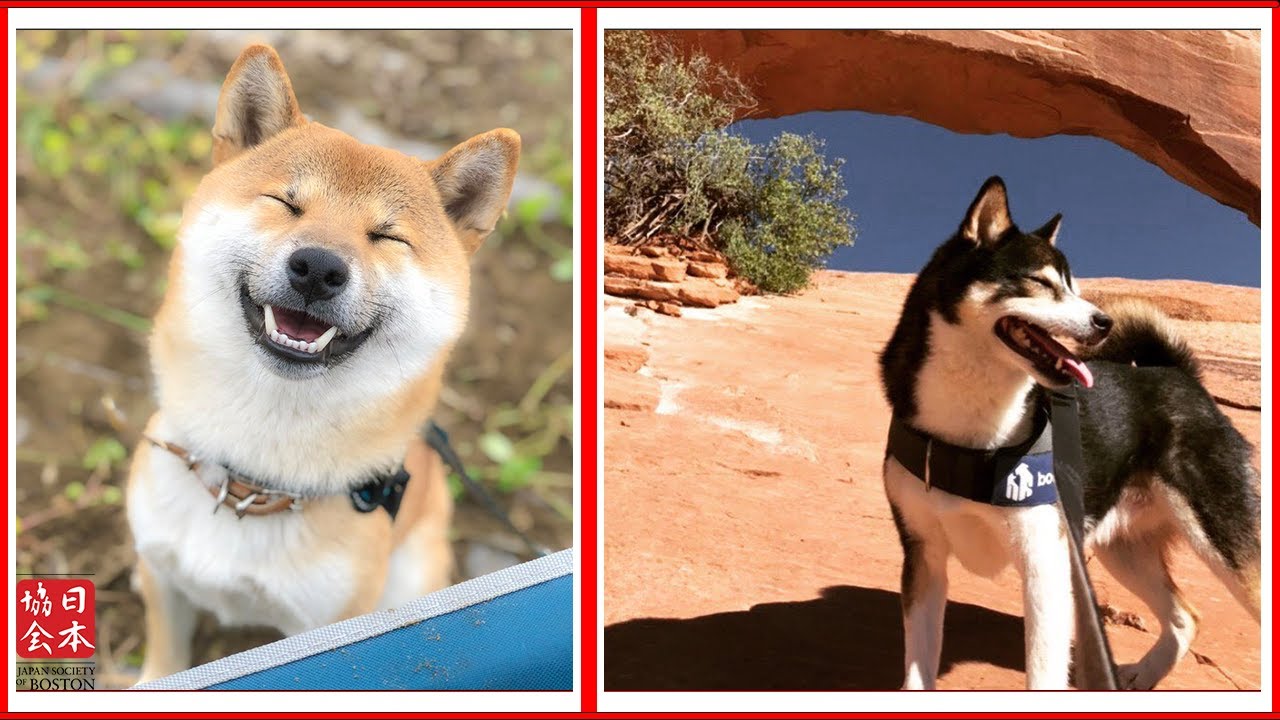 Shiba-Talk! All About Japan's Native Dog Breeds