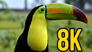 The Most Amazing Animals, Wildlife 8K