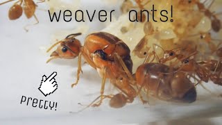 HOW TO KEEP WEAVER ANTS IN TEST TUBE SET UP (Oecophylla smaragdina) | Weaver Ant Colony Full Video