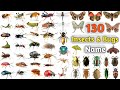 Insects &amp; Bugs Vocabulary ll About 150 Insects &amp; Bugs names In English With Pictures ll Insects Name