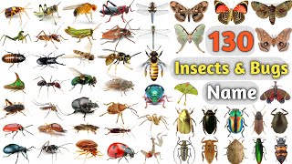 Insects & Bugs Vocabulary ll About 150 Insects & Bugs names In English With Pictures ll Insects Name