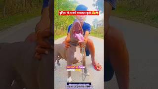 दुनिया के सबसे वफादार कुत्ते 🤗😱 #max #pitbull #facts #dogfacts #dogbreed #shorts #shortsfeed #pets