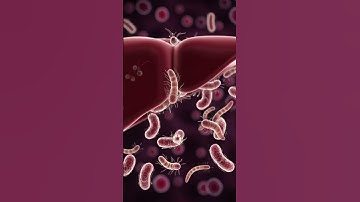 Bacteria and Worms in Liver & Stomach | 3D Animation of Infection Process