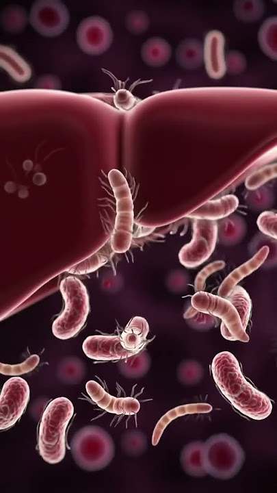 Bacteria and Worms in Liver & Stomach | 3D Animation of Infection Process