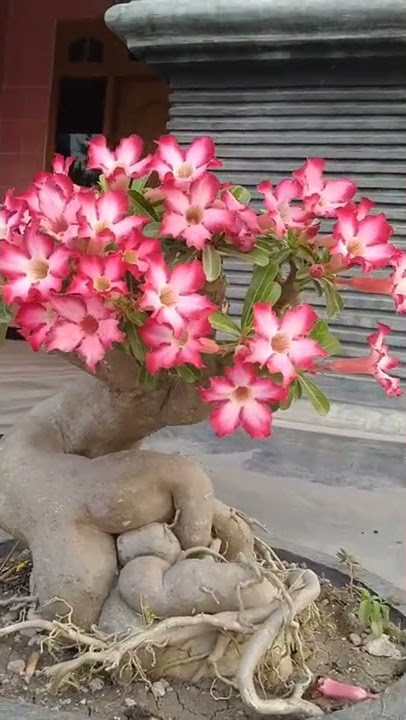 BONSAI KAMBOJA #shorts