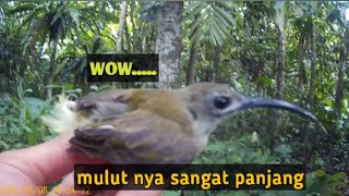 cara pikat burung pijantung mulut panjang kagak nyapek 5 menit langsung dapat