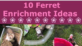 10 Ferret Enrichment Ideas