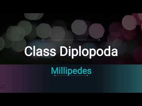 Class diplopoda | millipedes