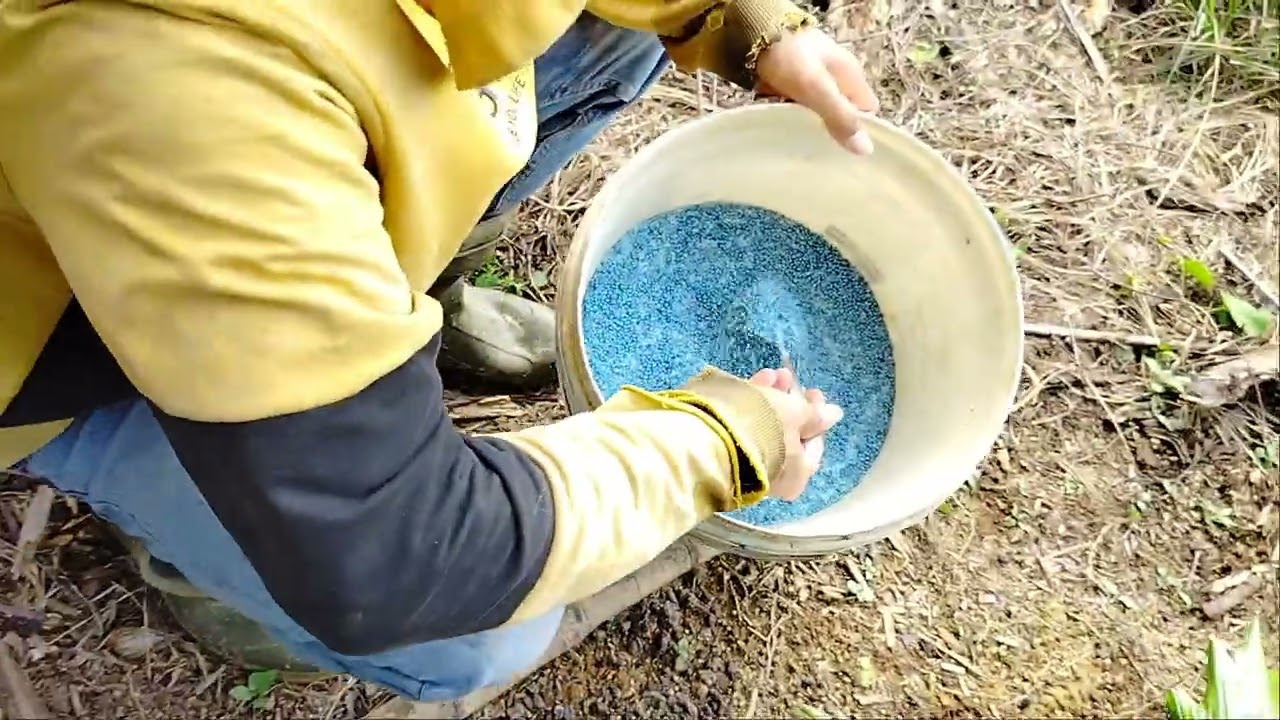 CARA MEMUPUK AREN GENJAH SUPAYA TEPAT SASARAN