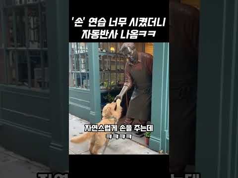 개인기 연습 시켰더니, <strong>시도때도</strong> 이 뽐냄